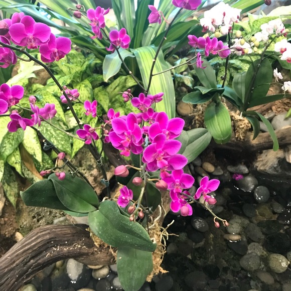 Meet your Posher - Picture 1 of 1